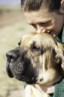 Dog fila brasileiro