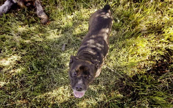 Amerikanischer Rüpel-Hund — Stockfoto