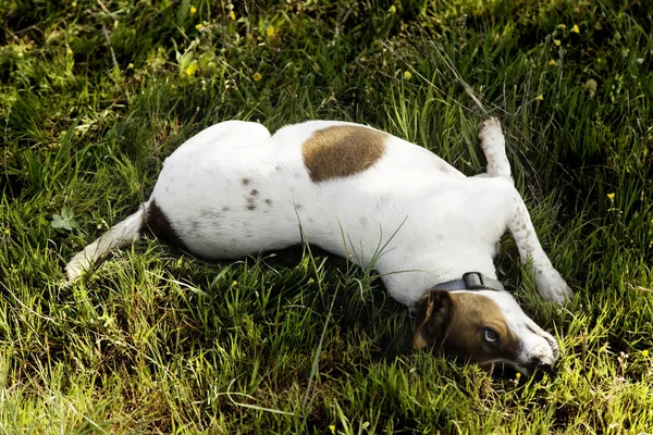 Cane nel parco — Foto Stock