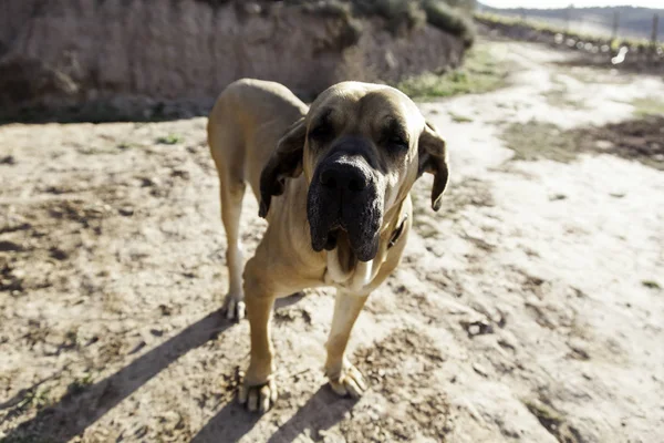 Kutya fila brasileiro — Stock Fotó