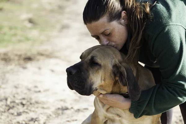 Dog fila brasileiro — 图库照片