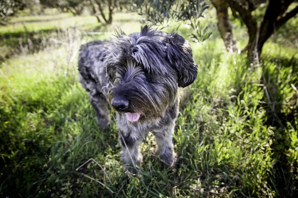 Λαγωνικός σκύλος βλάστηση — Φωτογραφία Αρχείου