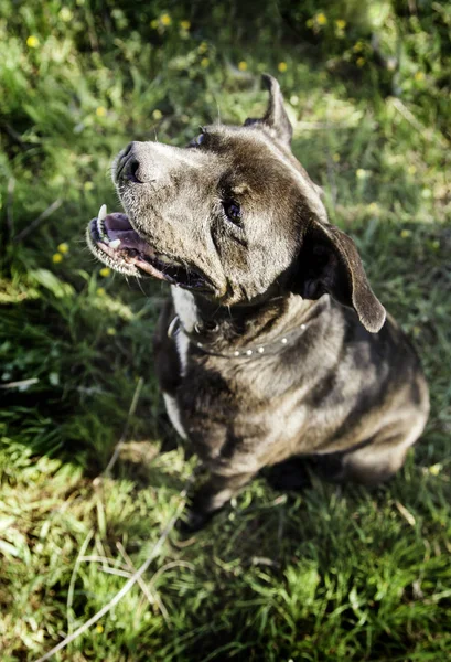 Amerikai bully dog — Stock Fotó