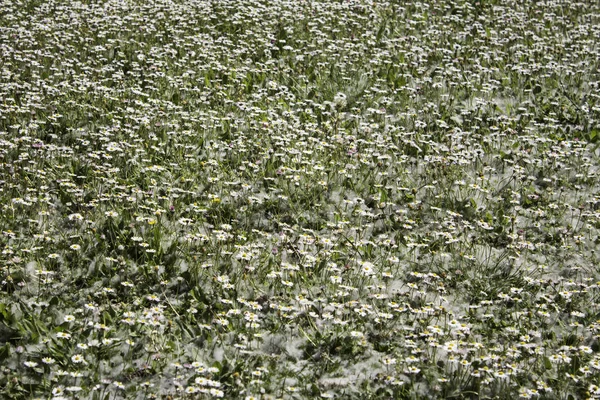 Daisies with pollen — Stock Photo, Image