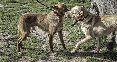 Tazı köpeği bitki örtüsü