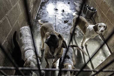 Üzgün terk edilmiş köpekler