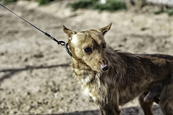 Hound dog рослинність — стокове фото