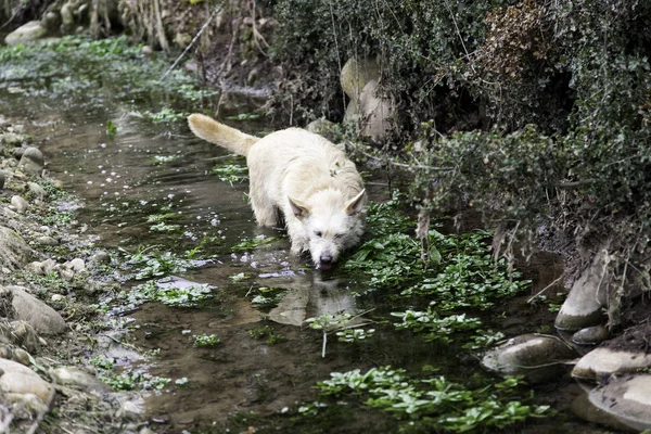 Cane nel fiume — Foto Stock