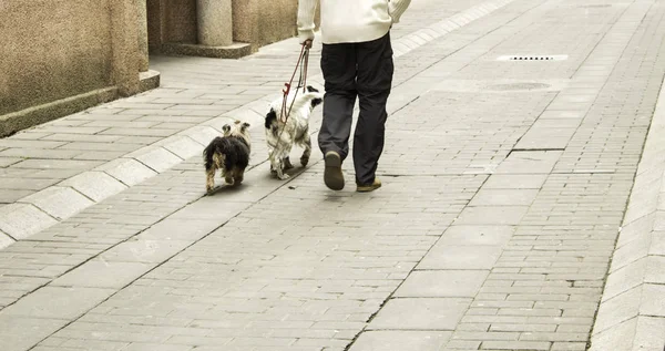 Chiens de promenade homme — Photo