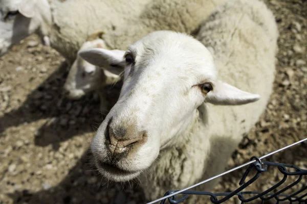 Ovce na farmě — Stock fotografie