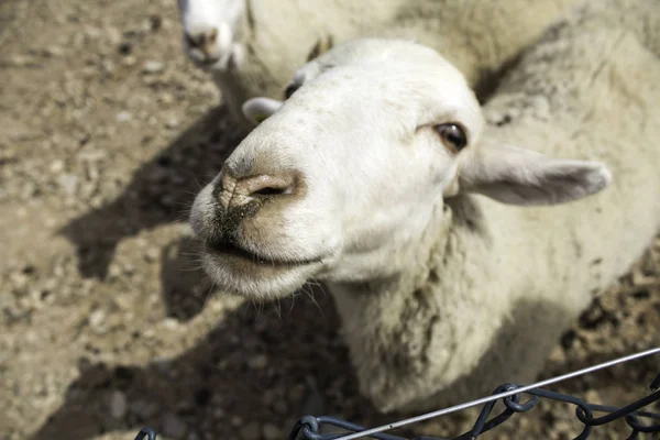 Sheep on farm — Stock Photo, Image