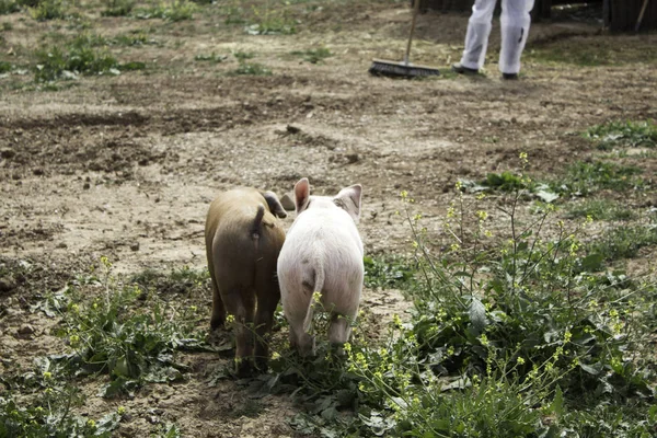 猪在农场里 — 图库照片