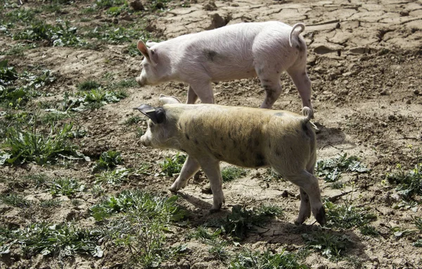 猪在农场里 — 图库照片