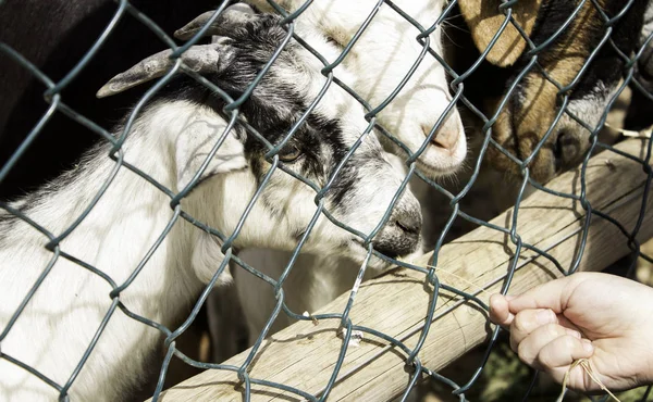 Goats on farm — Stock Photo, Image