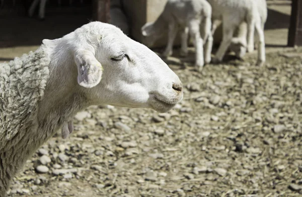 Schapen op de boerderij — Stockfoto