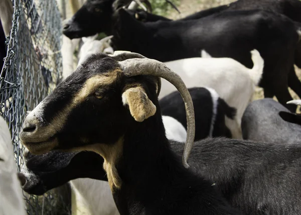Goats on farm — Stock Photo, Image