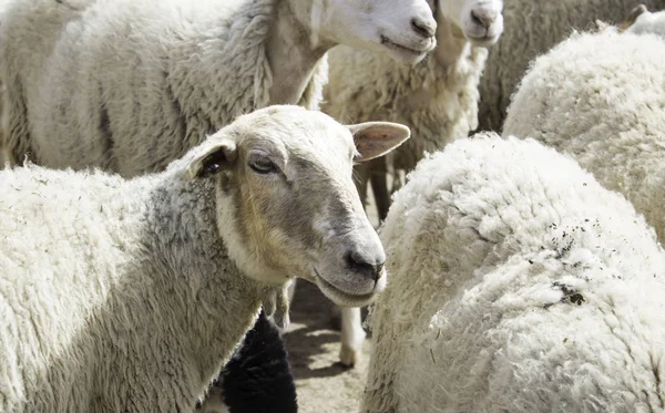 在农场上羊 — 图库照片