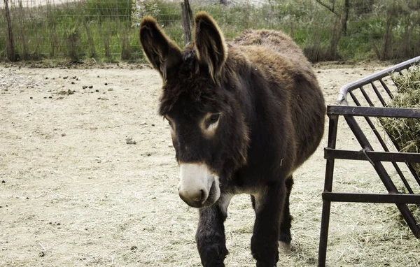 Donkey on farm — Stock Photo, Image
