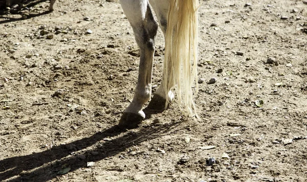 Stadnina koni kopyto — Zdjęcie stockowe