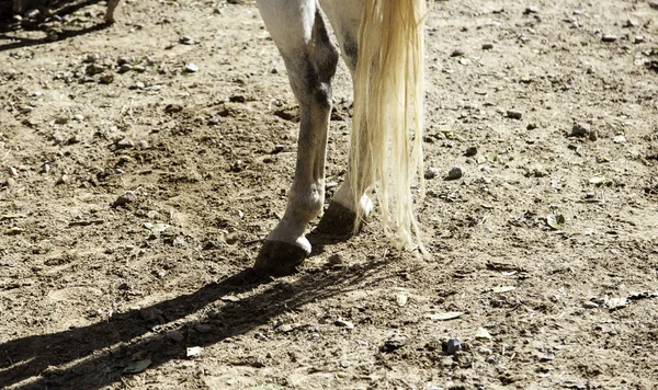 Horse hoof farm — Stock Photo, Image