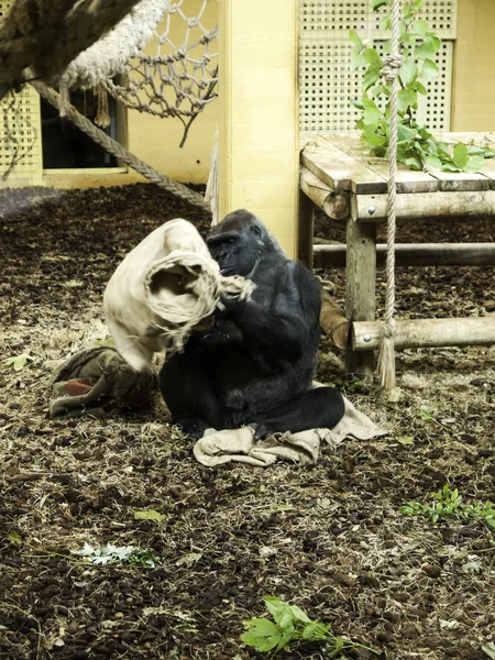 Goril tutsak — Stok fotoğraf