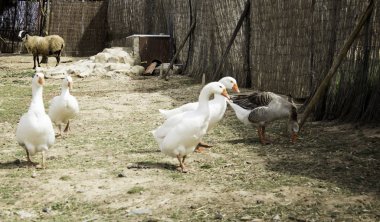 Çalışan sürüsü kaz