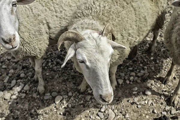 Ovce na farmě — Stock fotografie