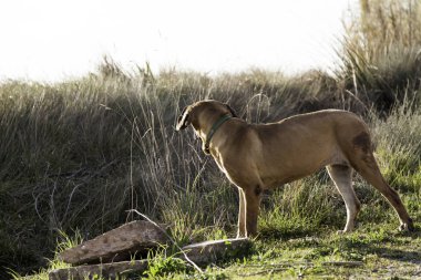 Dog fila brasileiro