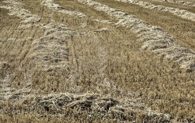 Ahırda saman yığını