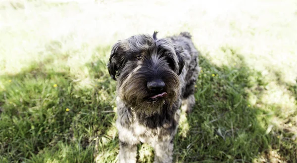 Hund i park — Stockfoto