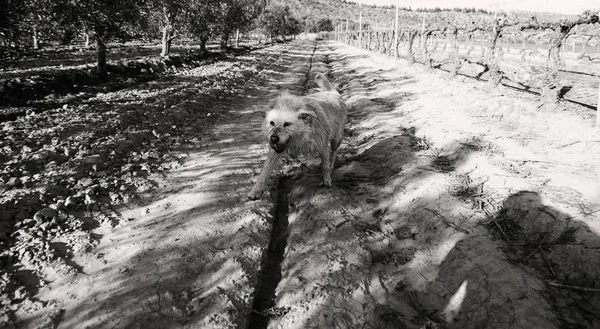 ハウンド犬植生 — ストック写真
