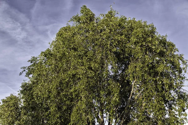 Foresta con albero — Foto Stock