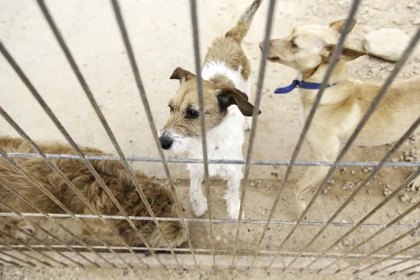 Triste cães abandonados — Fotografia de Stock
