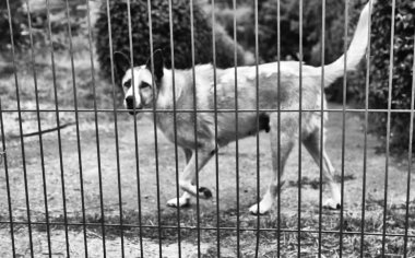 Üzgün terk edilmiş köpekler