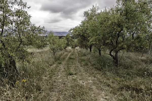 Bosque con árbol — Foto de Stock