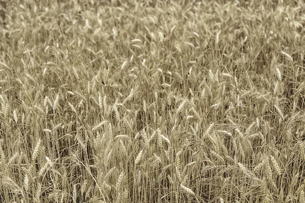 Pile of straw in barn — Stock Photo, Image