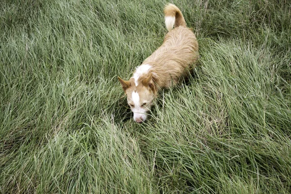 Cão vegetação cão — Fotografia de Stock