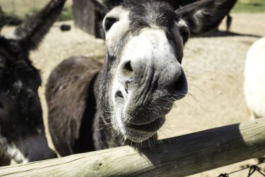 Kahverengi eşek çiftlik