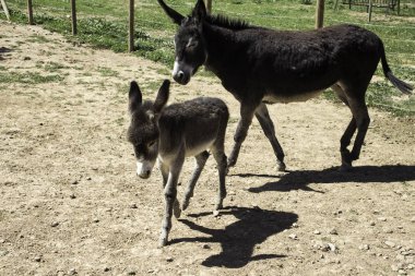 Eşek kahverengi köpek yavrusu