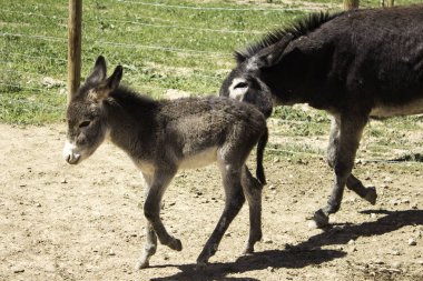 Eşek kahverengi köpek yavrusu