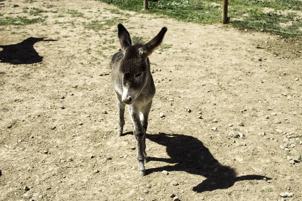 Cachorrinho marrom burro — Fotografia de Stock