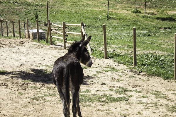 Brown donkey farm