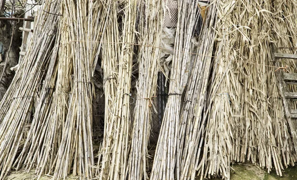 Hastes de bambu colhidas — Fotografia de Stock