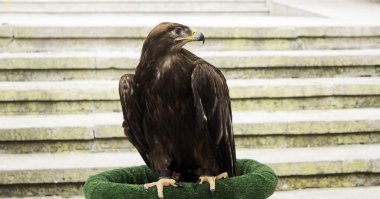 Kartal Şahinle sergi