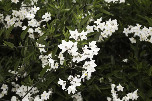 Blommor i trädgården — Stockfoto