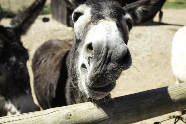 Kahverengi eşek çiftlik