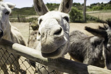 Kahverengi eşek çiftlik