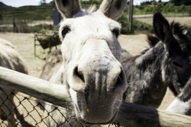 Kahverengi eşek çiftlik