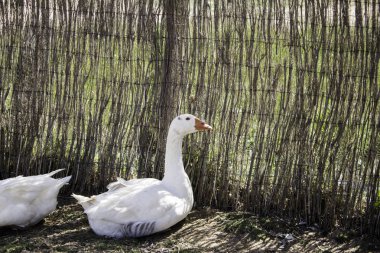 Sürüsü kaz çiftliği