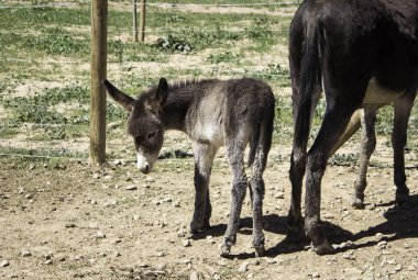 Eşek kahverengi köpek yavrusu